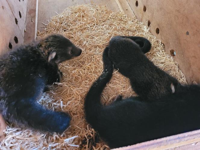 Baby book w łódzim ZOO. Poznajcie nowych, wyjątkowych lokatorów [ZDJĘCIA] 