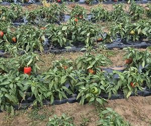 Rolnik rozdają paprykę za darmo! Ceny na skupie to dramat