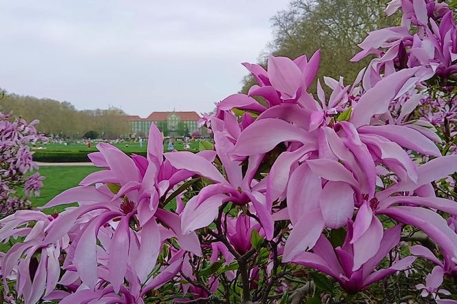 Magnolie w Szczecinie