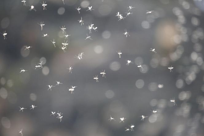 Koreański gatunek komara w Europie. Z tą supermocą może kąsać zimą!