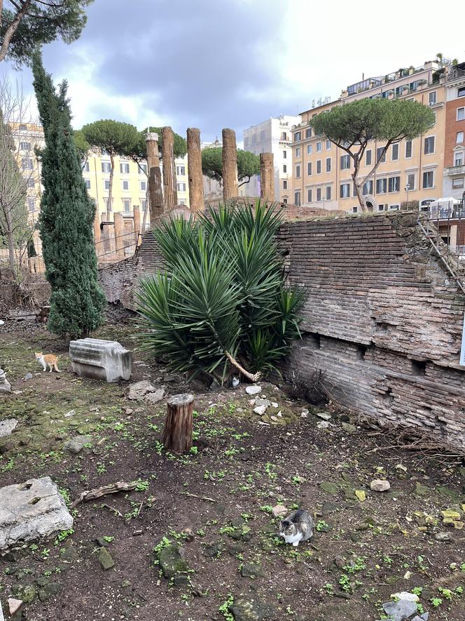 Largo Argentina w Rzymie. Koty zamieszkały w starożytnych ruinach - zobacz zdjęcia