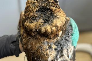 Sowa alfa wpadła do komina i poparzyła skrzydła