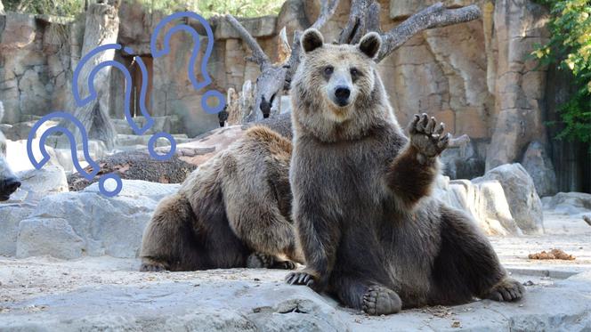 Skąd biorą się zwierzęta w zoo? Musisz to wiedzieć, zanim zdecydujesz się na odwiedzenie ogrodu