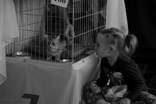 Słodkie, dostojne, rasowe... Międzynarodowa Wystawa Kotów Rasowych w Toruniu [GALERIA]
