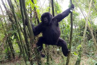 Niezwykła atrakcja wrocławskiego zoo! Spotkanie twarzą w twarz z gorylami górskimi 