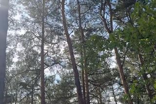 Julia Wieniawa zamieszkała w lesie