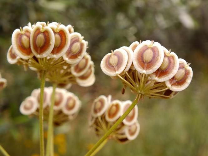 Zbliżenie na roślinę Thapsia garganica, czyli łoczydła apulijskiego