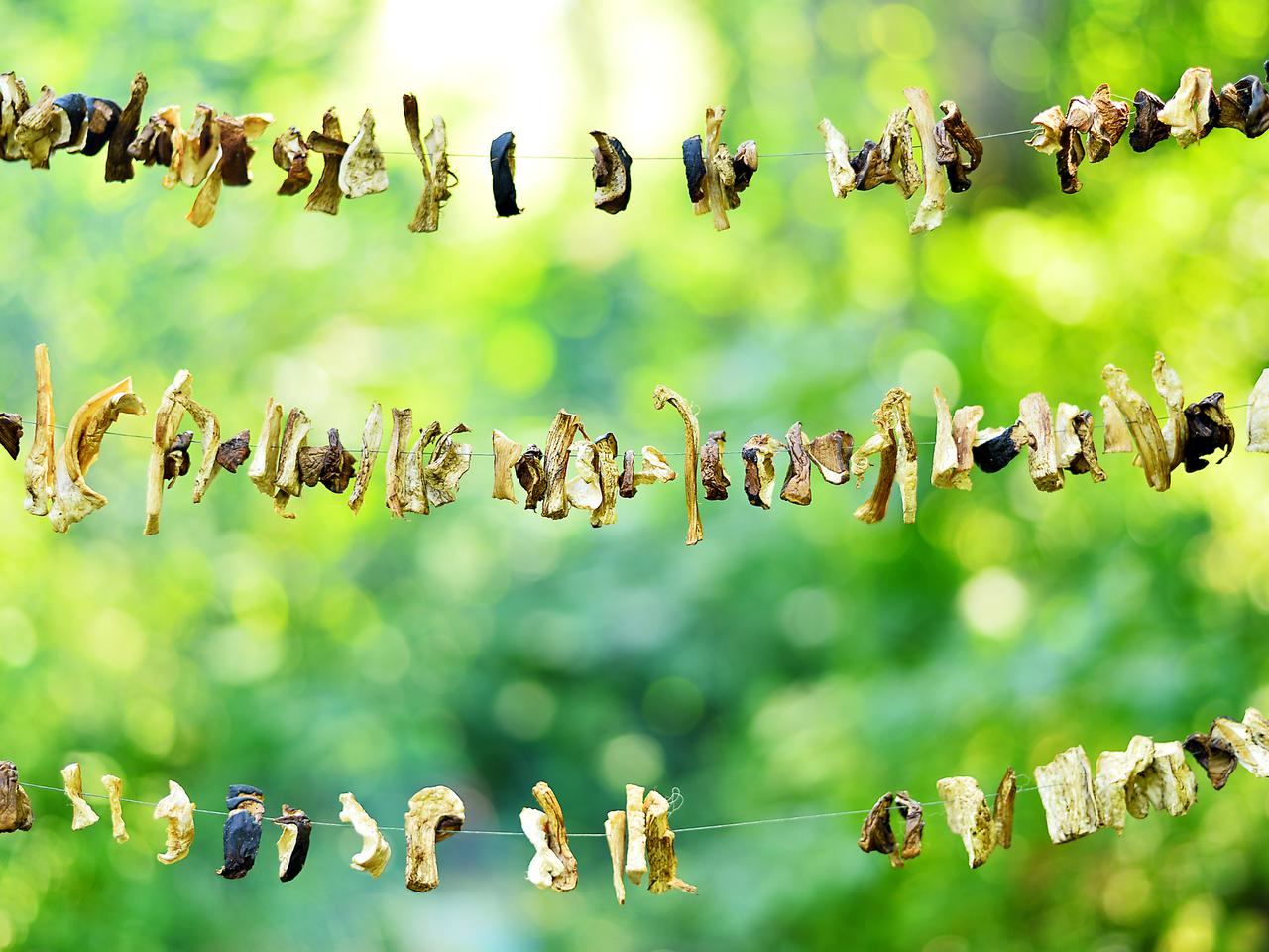 Jak suszyć grzyby na słońcu? [WIDEO]