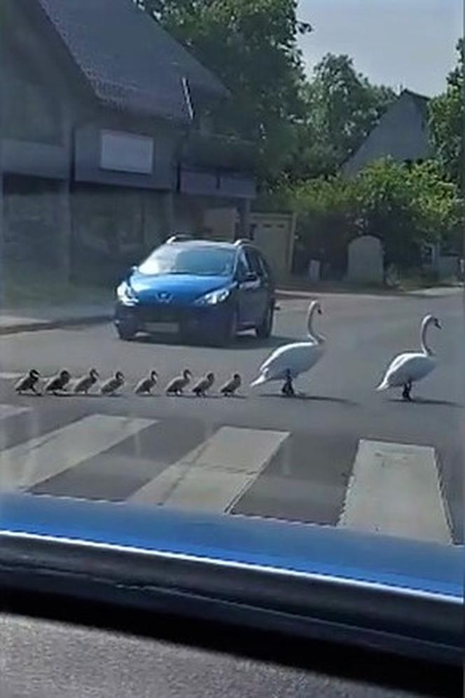 Policjanci eskortowali rodzinę łabędzi