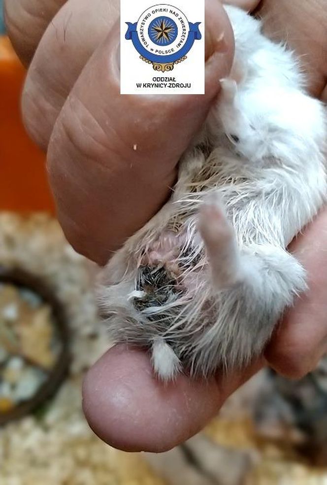 Dramatyczna interwencja w sklepie zoologicznym na Śląsku. Zwierzęta przetrzymywane w skandalicznych warunkach