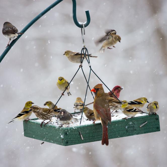 Ptaki w zimowym ogrodzie