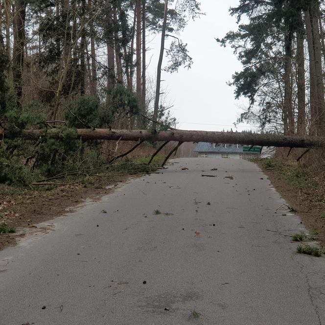 Szkody po Orkanie Eunice. Zrywało dachy, wyrywało grube drzewa, brakowało prądu