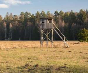 Puszcza Białowieska – ostatnia taka puszcza w Europie