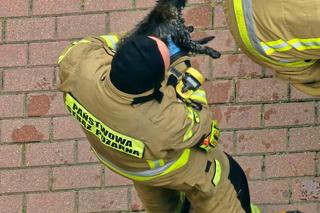 Bohaterscy strażacy weszli w ogień, żeby ratować kota. Mieszkańcy mieli łzy w oczach