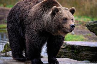 Niedźwiedzie podchodzą pod domy! Władze wydały ostrzeżenie, podano nazwy miejscowości