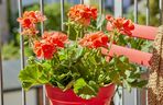 Pelargonie 