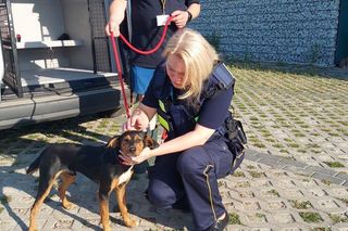 Strażnicy miejscy ruszyli na pomoc szczeniakowi