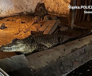 Sosnowiec. Na posesji w dzielnicy Pogoń trzymał dwa krokodyle. Jeden nie żyje