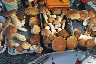 Prawdziwy wysyp grzybów w woj. lubelskim! Czytelnicy w koszykach mają setki borowików!