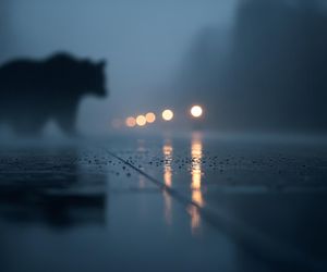 Krwawy bilans niedźwiedzi. Czy Japonia znalazła sposób na dziką inwazję?