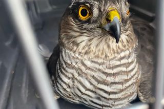 Ranny jastrząb leżał na ulicy w Świdniku