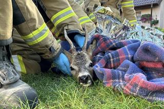 Nietypowa akcja strażaków pod Toruniem. Ratowali uwięzionego koziołka