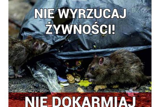 STOP dokarmianiu gryzoni