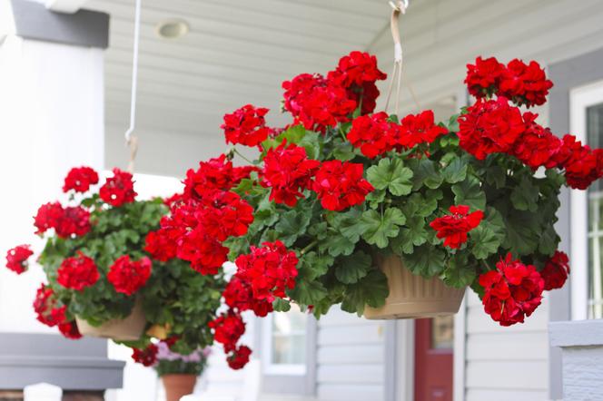 Pelargonie obsypią się kwiatami 