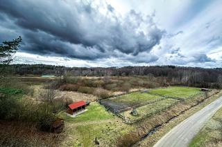  Wilki rozszarpały dwa psy na oczach malutkiego Stasia! Mieszkańcy przerażeni