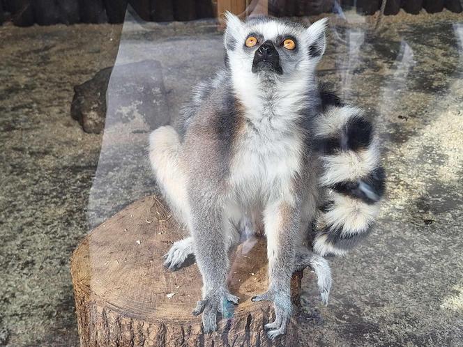 Chorzowskie zoo budzi się do życia ZDJĘCIA