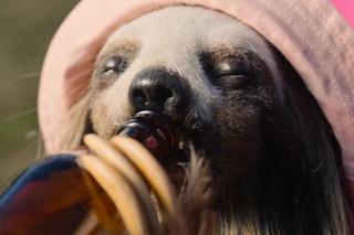 Slotherhouse: Leniwa śmierć