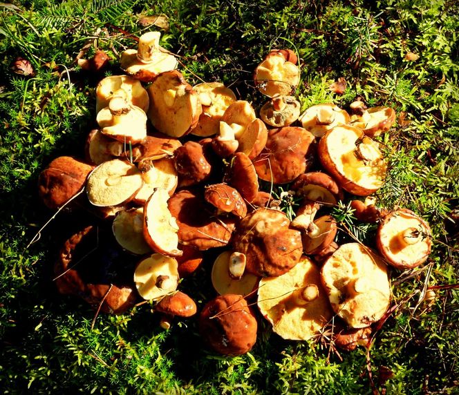 Prawdziwe skarby jesieni. Listopad to idealny czas na grzyby w Świętokrzyskiem? [Zdjęcia Waszych zbiorów]