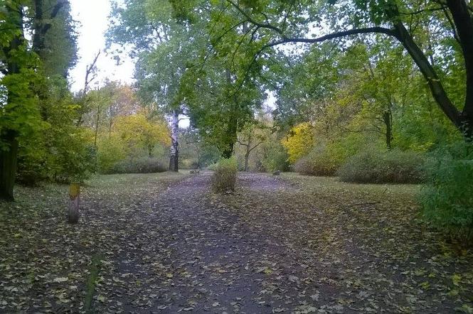 Zielona jesień w bydgoskim parku