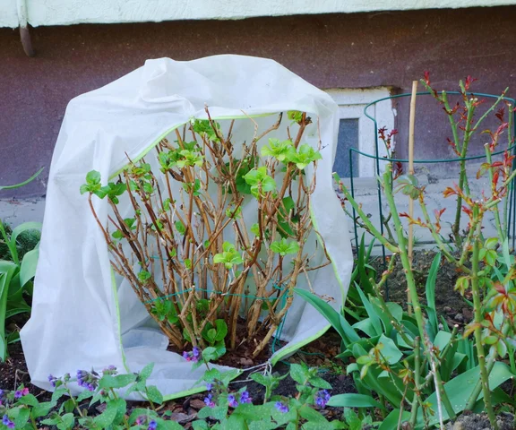 Chwytaj za łopatę i usyp kopczyki wokół hortensji. Trik z ogrodów botanicznych sprawia, że kwiaty hortensji w kolejnym roku będą olbrzymie 