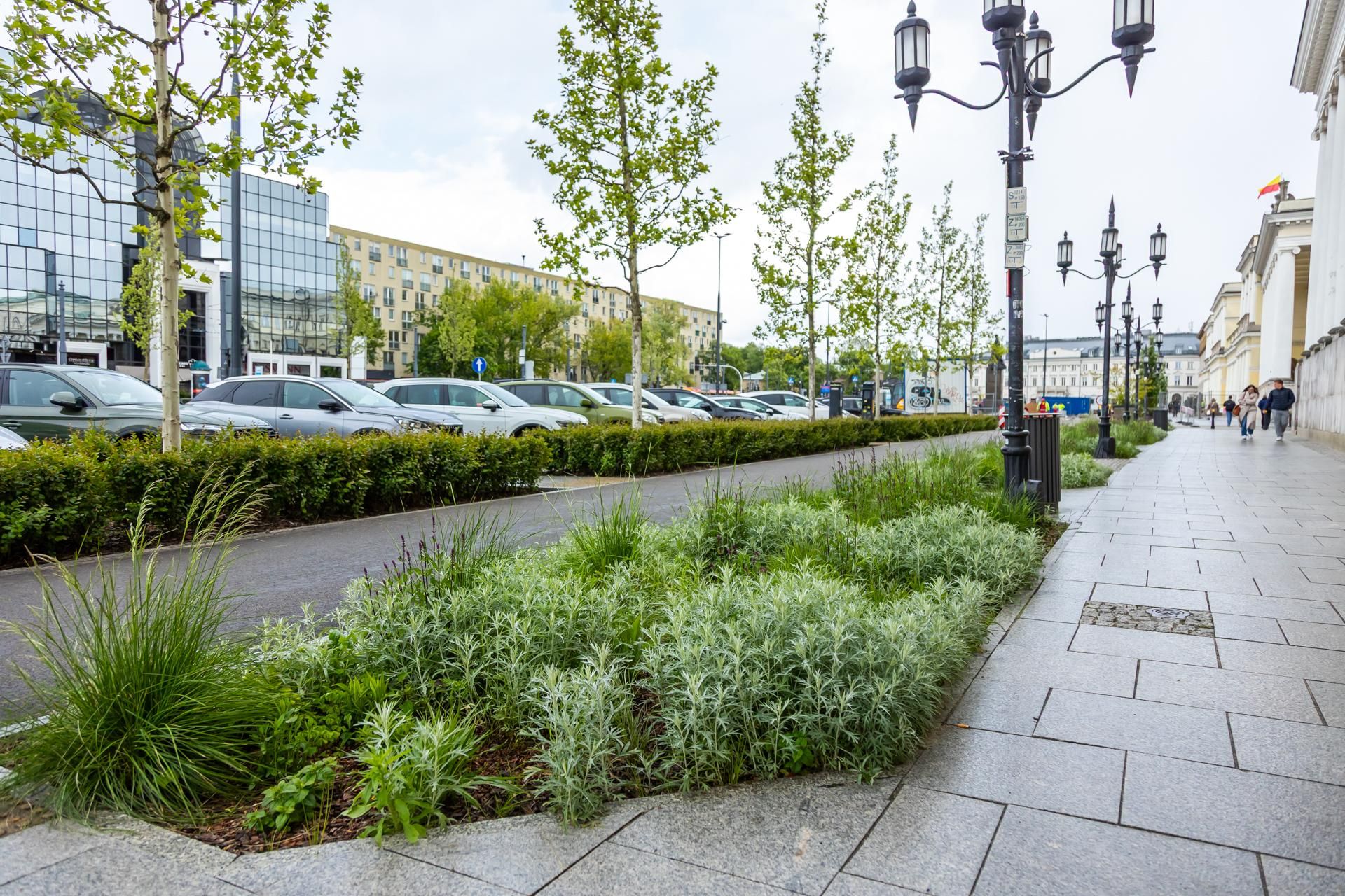 Sadzenie zieleni na placu Bankowym w maju 2025 r.