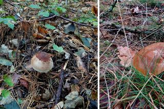 W Kujawsko-Pomorskiem jest Wioska grzybowa. Krzywogoniec w Borach Tucholskich to raj dla grzybiarzy: Podgrzybek dopiero się rzuca
