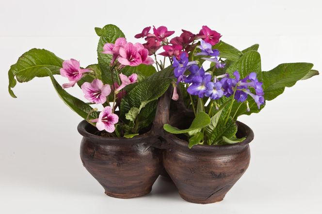 Streptocarpus