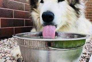 Wielichowska wyczesała psa na maksa