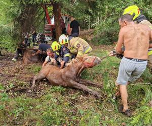 Nietypowe interwencje służb. Strażacy-ochotnicy uratowali stado koni, a strażnicy miejscy sarenki