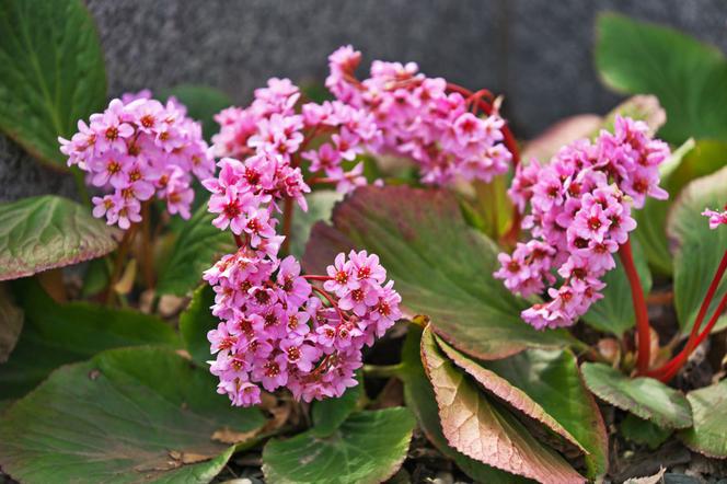 Bergenia Stracheya - Bergenia stracheyi