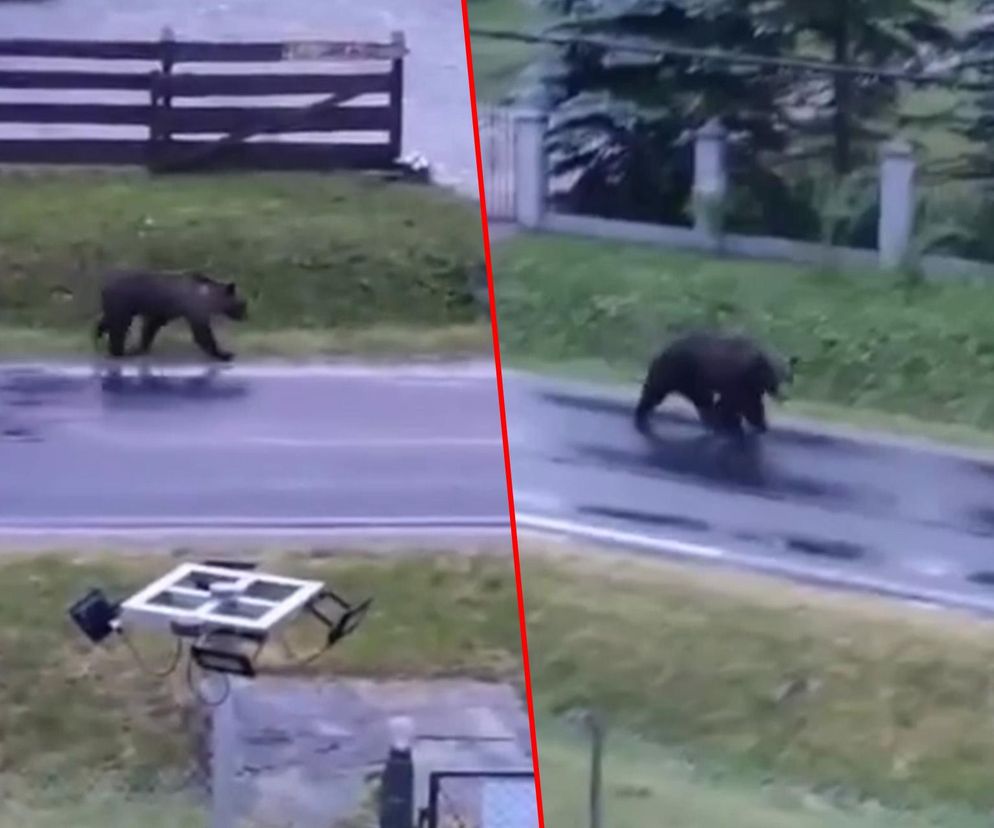 Wetlina. Dwa niedźwiedzie brunatne w środku wsi