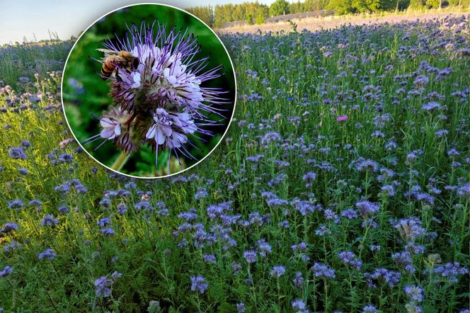 Łąki kwietne na Podkarpaciu