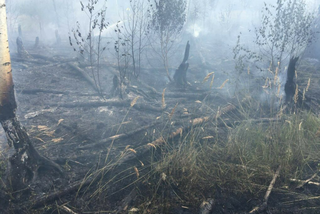Lubelskie: Strażacy przez kilka dni walczyli z pożarem lasu. Do pomocy użyto nawet samolotu [GALERIA]