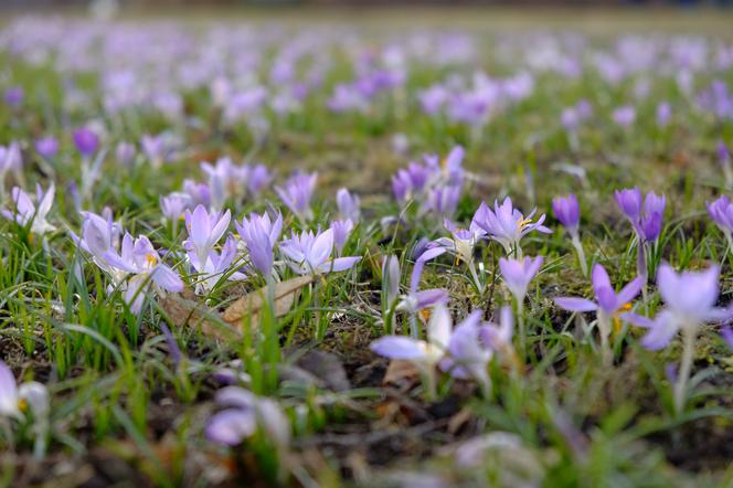 Kwitną już krokusy