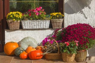 Jak ozdobić wejście do domu jesiennymi kwiatami? Sprawdź nasze inspiracje na taras i balkon