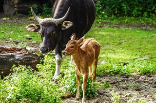 We wrocławskim zoo urodziły się dwa bantengi jawajskie
