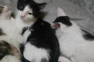 Chcesz mieć kota? Pomyśl o adopcji! Te piękne kociaki czekają na swój dom [ZDJĘCIA]