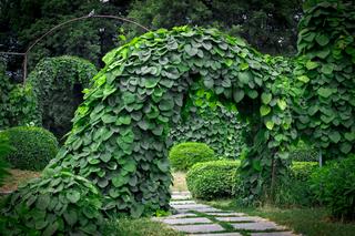 Kokornak wielkolistny