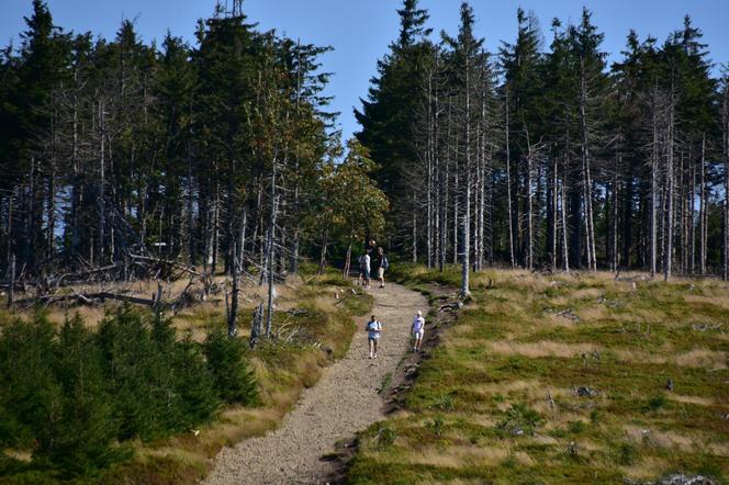 Beskid Śląski, szlak na Baranią Górę 