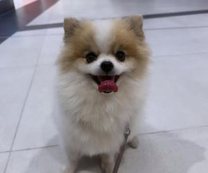 Daisy Najman, pies Marcina Najmana